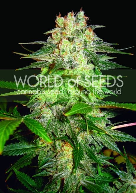 Afghan Kush Ryder Auto Feminised Seeds-WOS-AKR-Auto-Fem