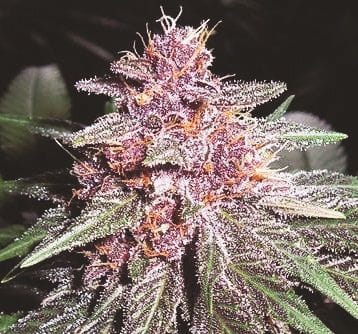 Violeta Feminised Seeds-ACEVIOLFEM
