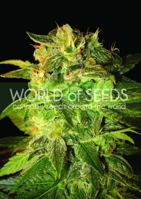 Sugar Mango Ryder Auto Feminised Seeds-WOS-SGRMR-Auto-Fem