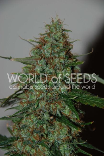 Wild Thailand Ryder Auto Feminised Seeds-WOS-WTR-Auto-Fem