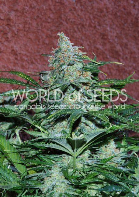 Amnesia Ryder Auto Feminised Seeds-WOS-AMNS-Auto-Fem