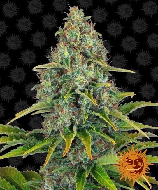 Blueberry Cheese Auto Feminised Seeds-BFBLCH-Auto-Fem