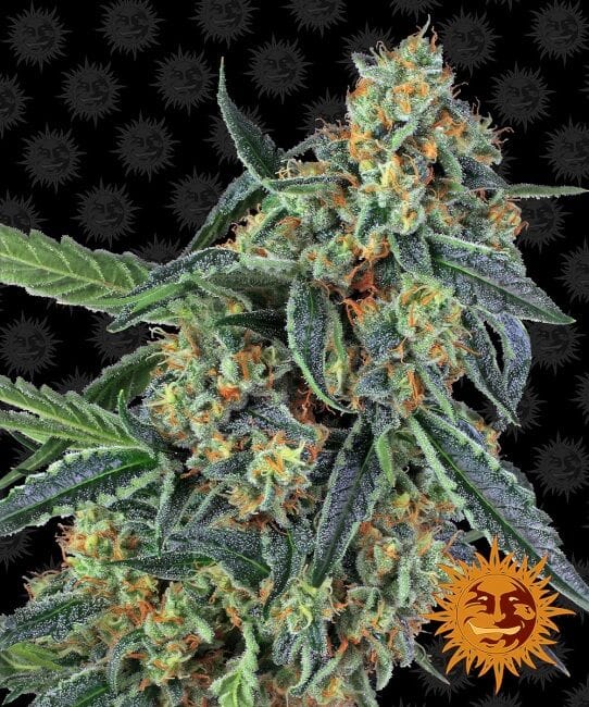 Cookies Kush Feminised Seeds-BFCOOK-Fem