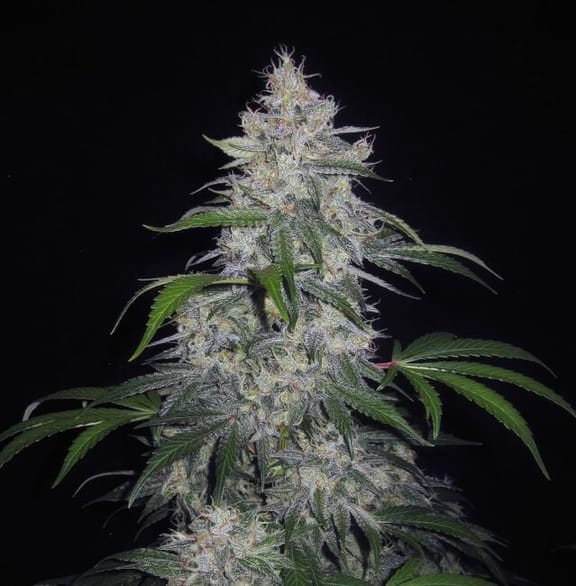 Fantasmo Express Auto Feminized Seeds-MEPH-FANT-AUTO-FEM