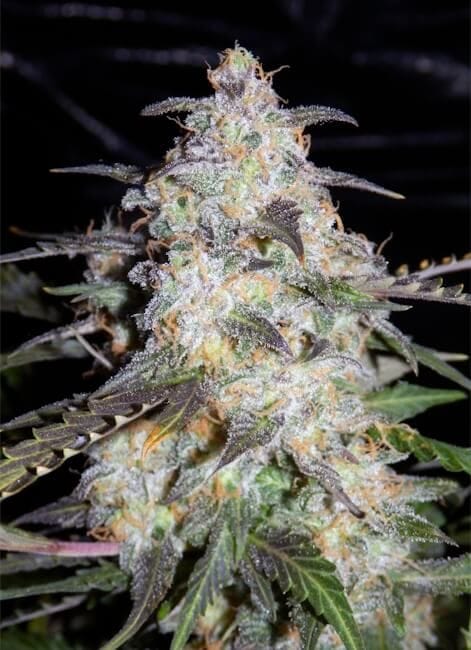Toof Decay Auto Feminised Seeds-MEPH-TOOF-AUTO-FEM