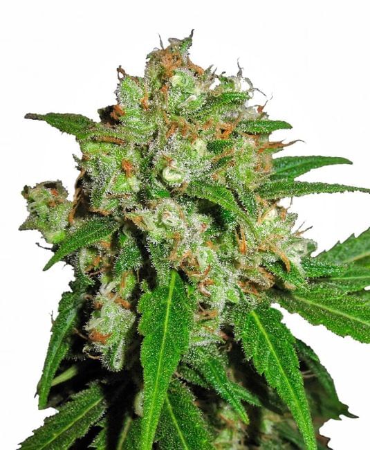 Sensi Skunk Feminised Seeds-SEN-SNSK-FEM