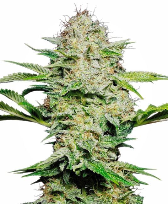 Sensi Skunk Auto Feminised Seeds-SEN-SNSK-AUTO
