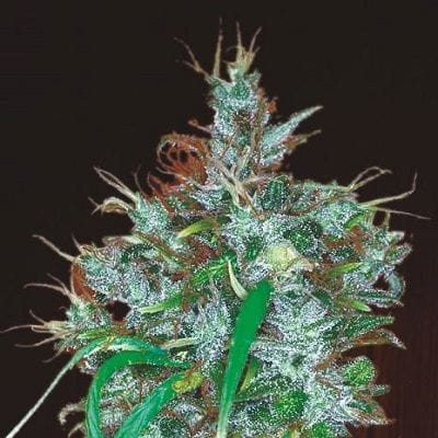 Panama Haze Feminized Seeds-ACE-PNMHZ-FEM