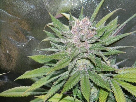 Blueberry Cheesecake Feminised Seeds-FMLBCK
