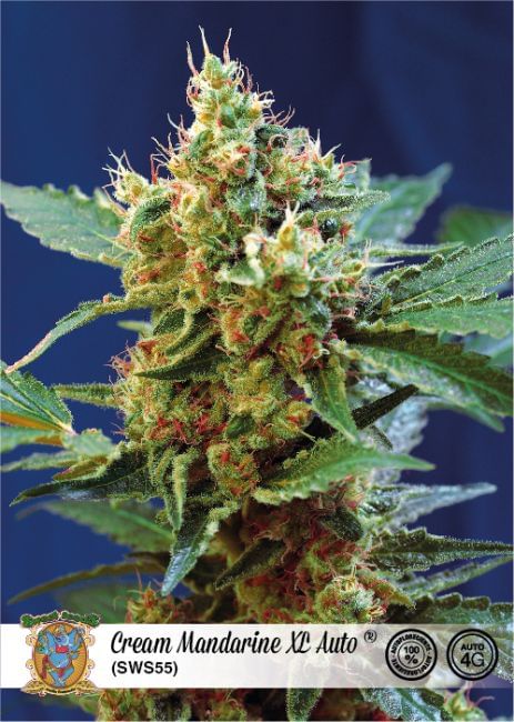 Cream Mandarine XL Auto Feminised Seeds-SS-CRMRXL-Fem