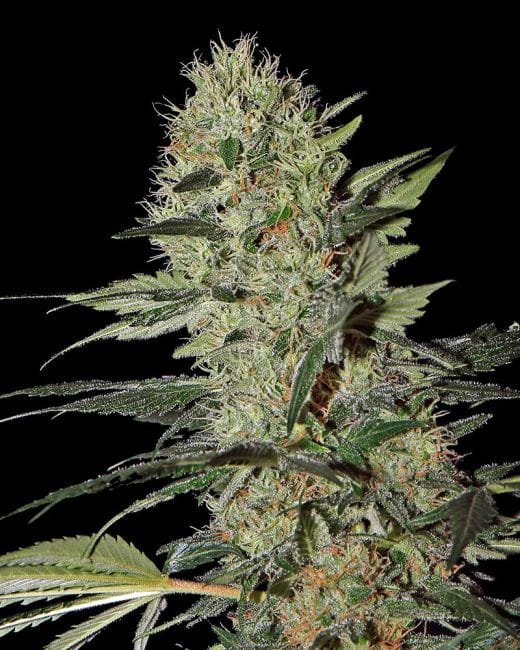 Exodus Cheese Auto Feminizada Semillas-gh-exodus-cheese-auto-fem