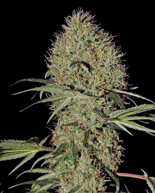 Super Bud Auto Feminizované Semena-gh-superbud-auto-fem