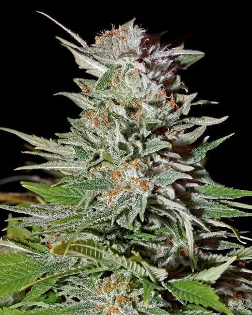 Super Lemon Haze Auto Feminizované Semena-gh-super-lemon-hz-auto