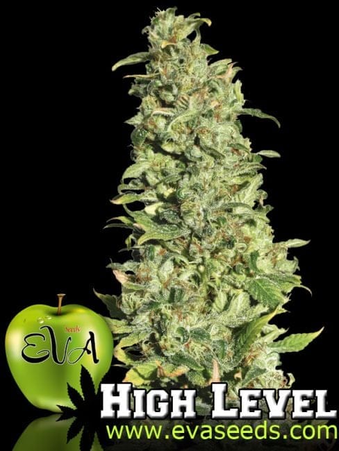High Level Feminised Seeds-EVA-HLEV-FEM