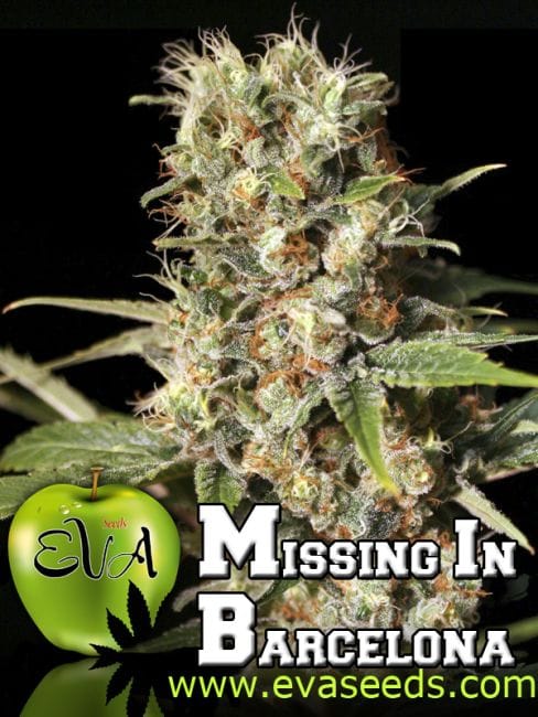 Missing in Barcelona (M.I.B.) Feminised Seeds-EVA-MIB-FEM