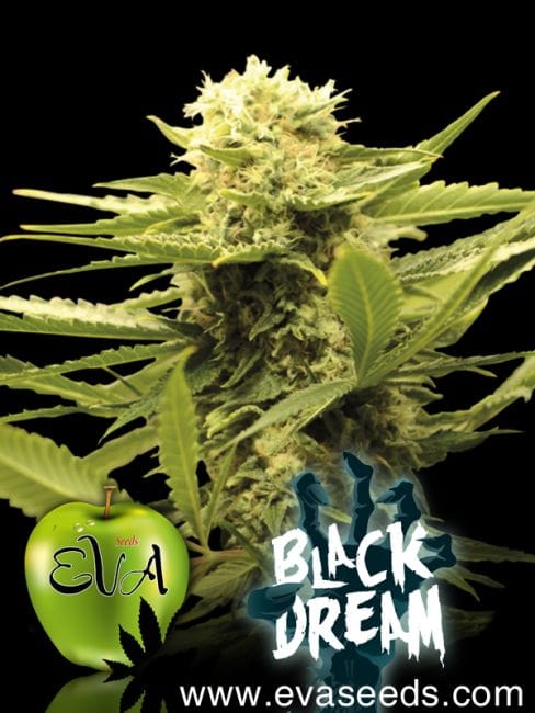Black Dream Feminised Seeds-EVA-BLKDR-FEM