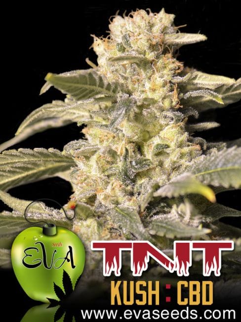 TNT Kush CBD Feminised Seeds-EVA-TNTCBD-FEM