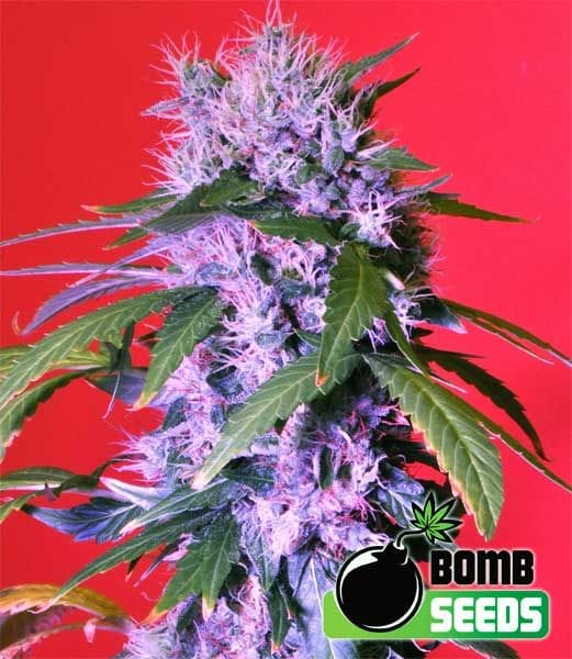 Berry Bomb Feminised Seeds-BOMB-BERRYB-FEM