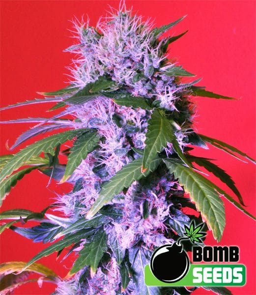 Berry Bomb Auto Feminised Seeds-BOMB-BERRYB-AUTO-FEM