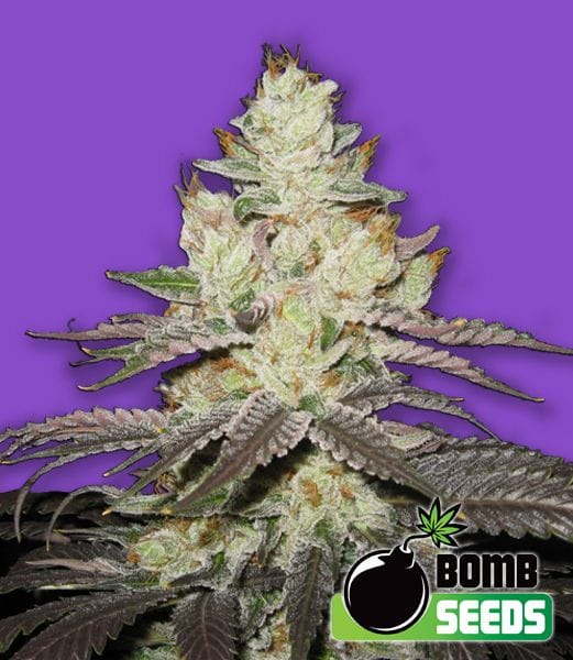 Killer Purps Feminised Seeds-BOMB-KILPRP-FEM