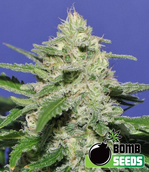 Widow Bomb Feminised Seeds-BOMB-WIDWB-FEM