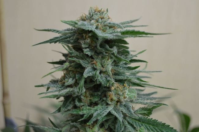 AK Kush Feminised Seeds-KS-AKK-Fem