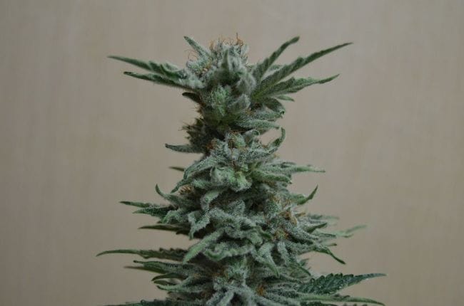 AK Skunk Feminised Seeds-KS-AKS-Fem