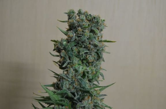 Kalashnikov Original Feminised Seeds-KS-KO-Fem