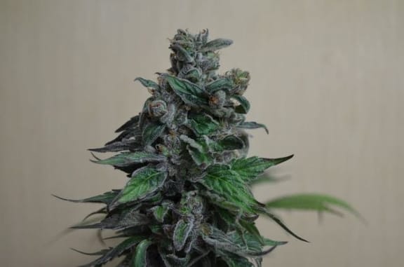 Moscow Blueberry Feminised Seeds-KS-MB-Fem