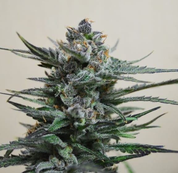 Blue Acid Auto Feminised Seeds-KS-BA-AUTO-Fem