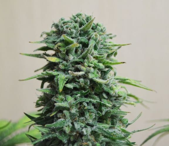 Siberian Haze Auto Feminised Seeds-KS-SH-AUTO-Fem