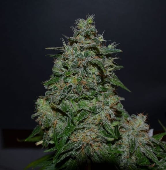 AK Kush Express Feminised Seeds-KS-AKKEX-Fem