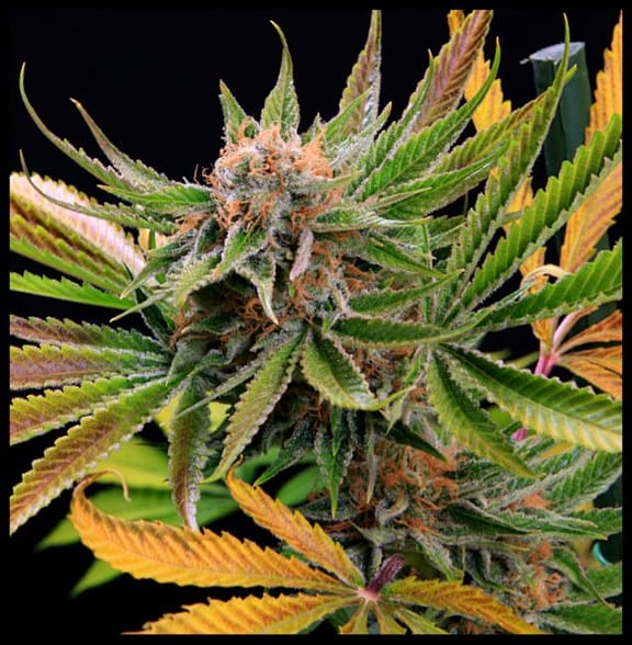 Mothertongue Regular Seeds-JNX-MTHR