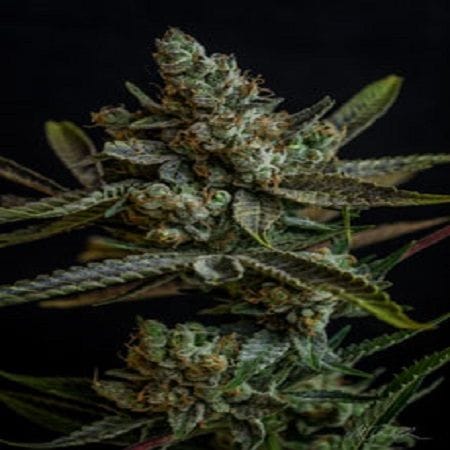 Professor Chaos Regular Seeds-TGA-PCH