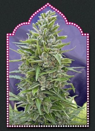 Automatik Mix Auto Feminised Seeds-00S-MIX-AUTO-FEM