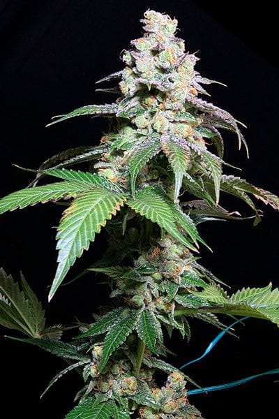 Grape Inferno Regular Seeds-TGA-GRINF