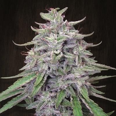 Bangi Haze Feminised Seeds-ACE-BNGHZ-FEM