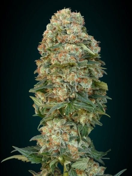 Afghan Skunk Feminised Seeds-ADV-AFCK-FEM