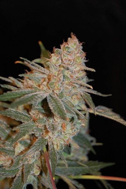 Black Diesel Feminised Seeds-ADV-BLKD-FEM