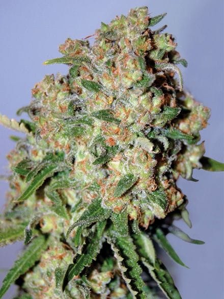 Critical Feminised Seeds-ADV-CRTL-FEM