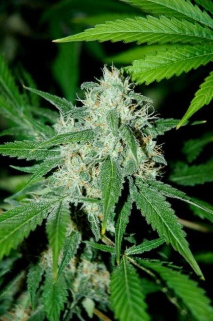Haze Mist Feminised Seeds-ADV-HZMS-FEM