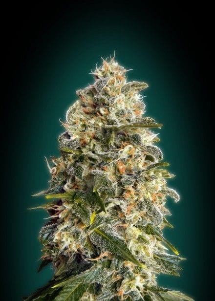 Heavy Bud Feminisiert Saatgut-ADV-HVBD-FEM