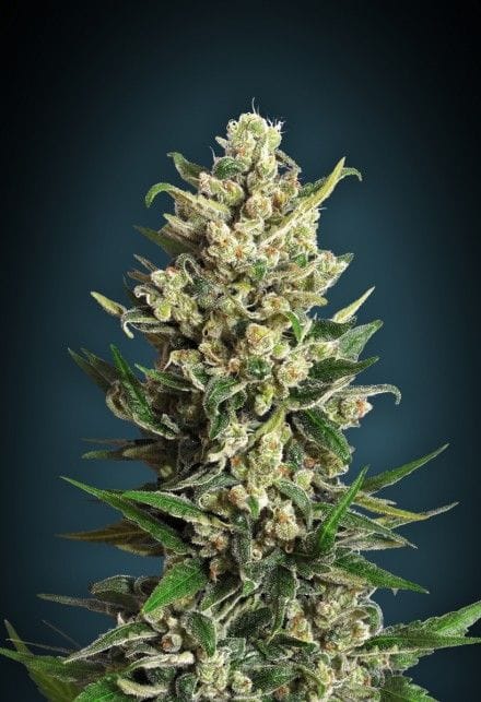 Ice Kush Feminisiert Saatgut-ADV-ICEK-FEM
