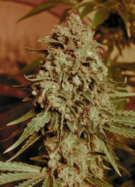 Somango Widow Feminised Seeds-ADV-SMNGW-FEM