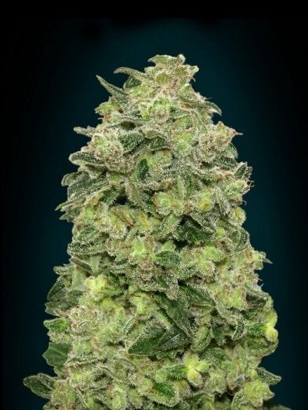 Afghan Skunk Auto Feminised Seeds-ADV-AFSK-AUTO-FEM