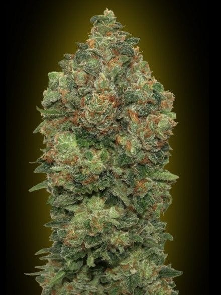 Critical Soma Auto Feminised Seeds-ADV-CRSM-AUTO-FEM