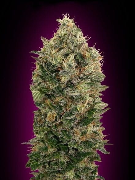 Black Diesel Auto Feminised Seeds-ADV-BLKD-AUTO-FEM
