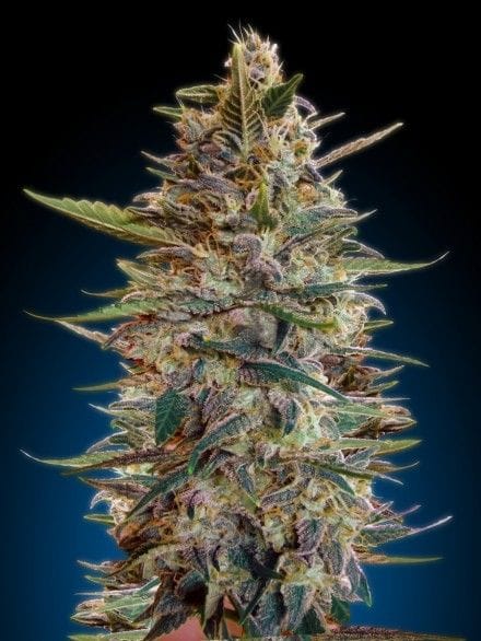 Blue Diesel Auto Feminised Seeds-ADV-BLDSL-AUTO-FEM