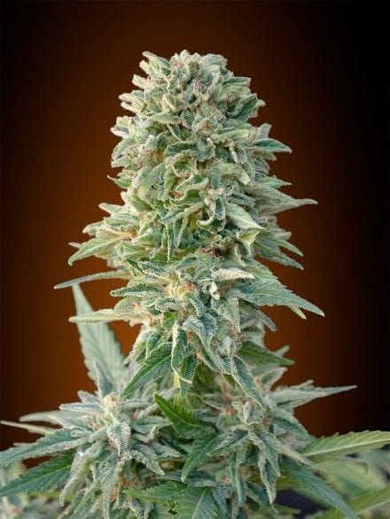 Jack Herer Auto Feminisiert Saatgut-ADV-JCKHR-AUTO-FEM
