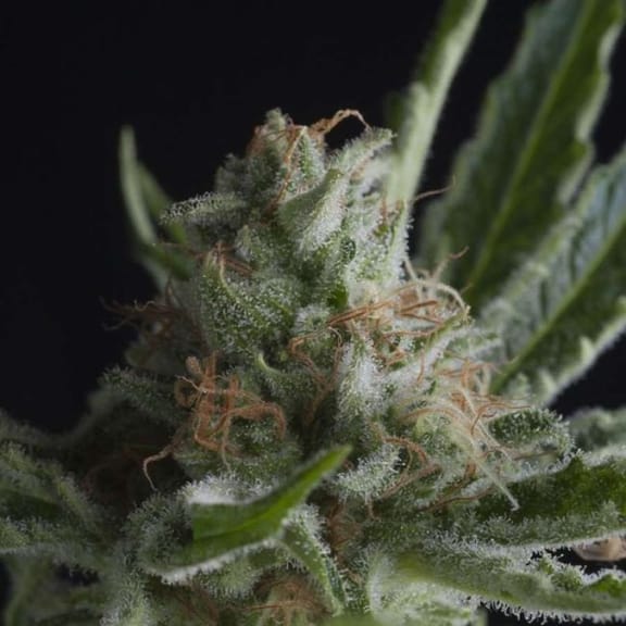 Shark Feminised Seeds-PYR-SHA-FEM